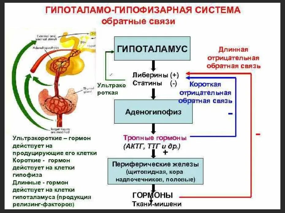 Принцип обратной связи гормонов гипофиза. Отрицательно Обратная связь гипоталамо гипофизарная система. Гормоны гипоталамо-гипофизарной системы. Регуляция функции организма гипоталамо-гипофизарная система. Гипоталамо-гипофизарная система функциональные взаимосвязи.