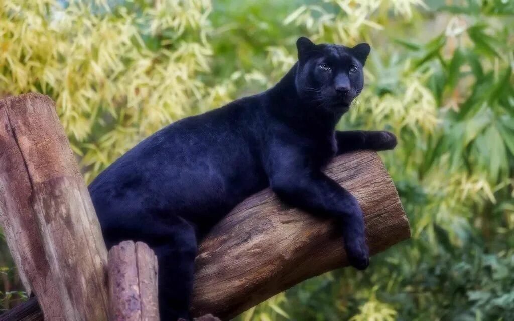 Пантера черная характеристики. Аеропсаль пантера. Новогвинейская пантера. Пантера Шварцера» (2014; черная пантера ). Толстая черная пантера.