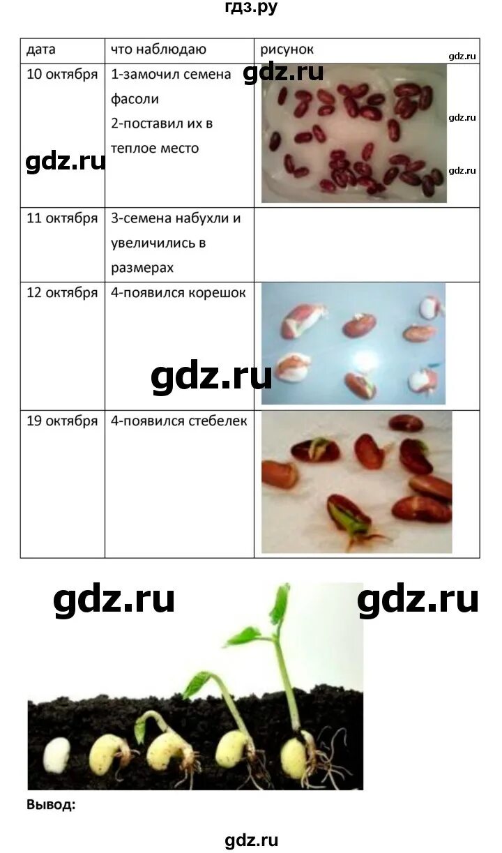 Биология 5 класс параграф 14 рабочая тетрадь