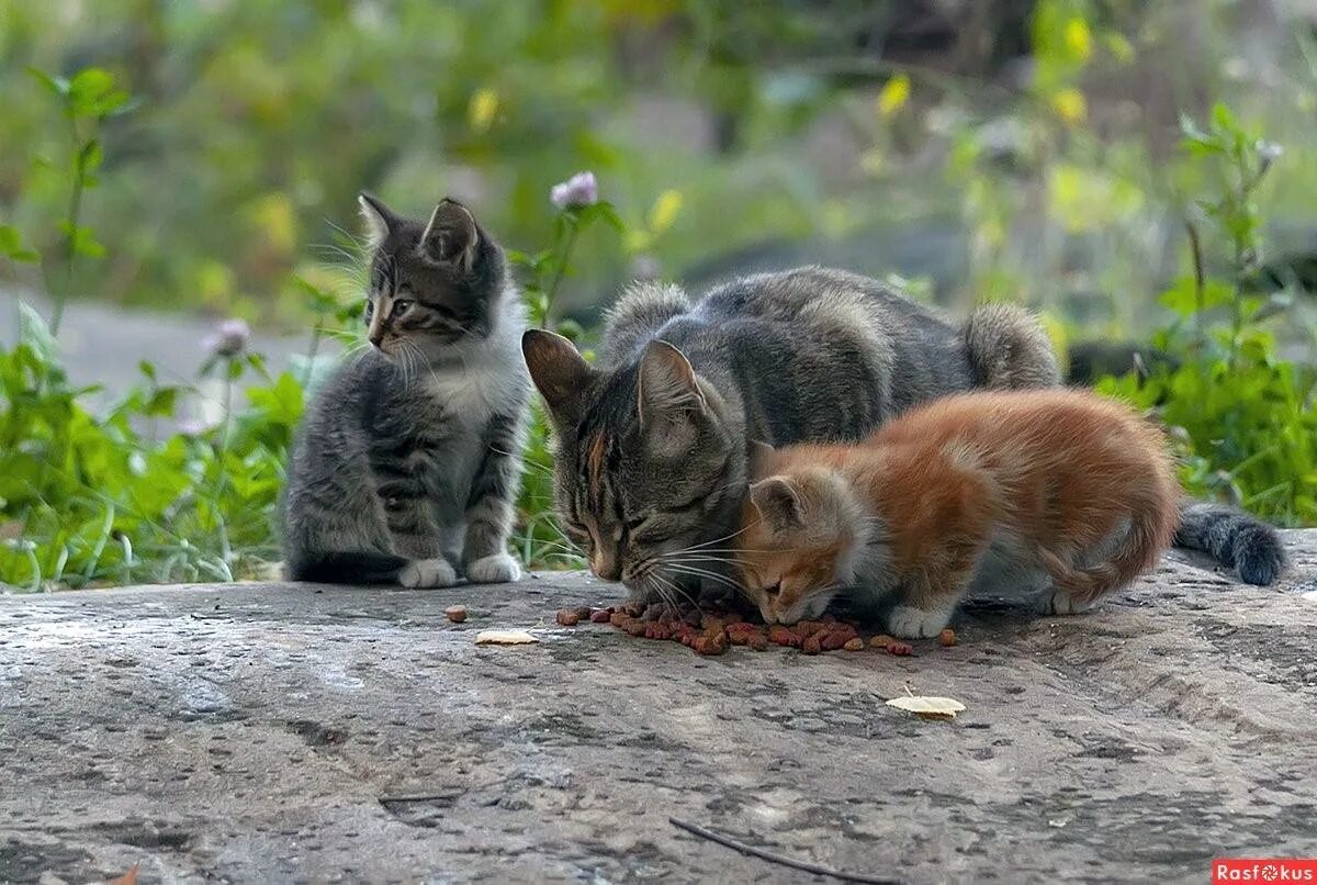 Рыжий и серый кот. Четверо котят. Маленький котенок. Серый и рыжий котенок. Четверо лишних