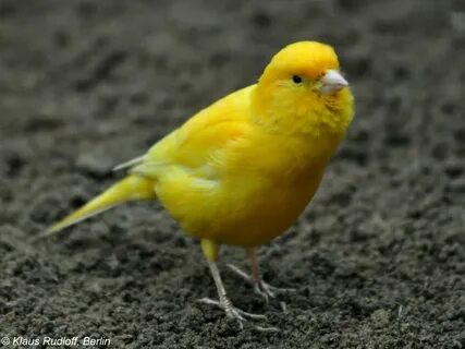 Канарейка самец