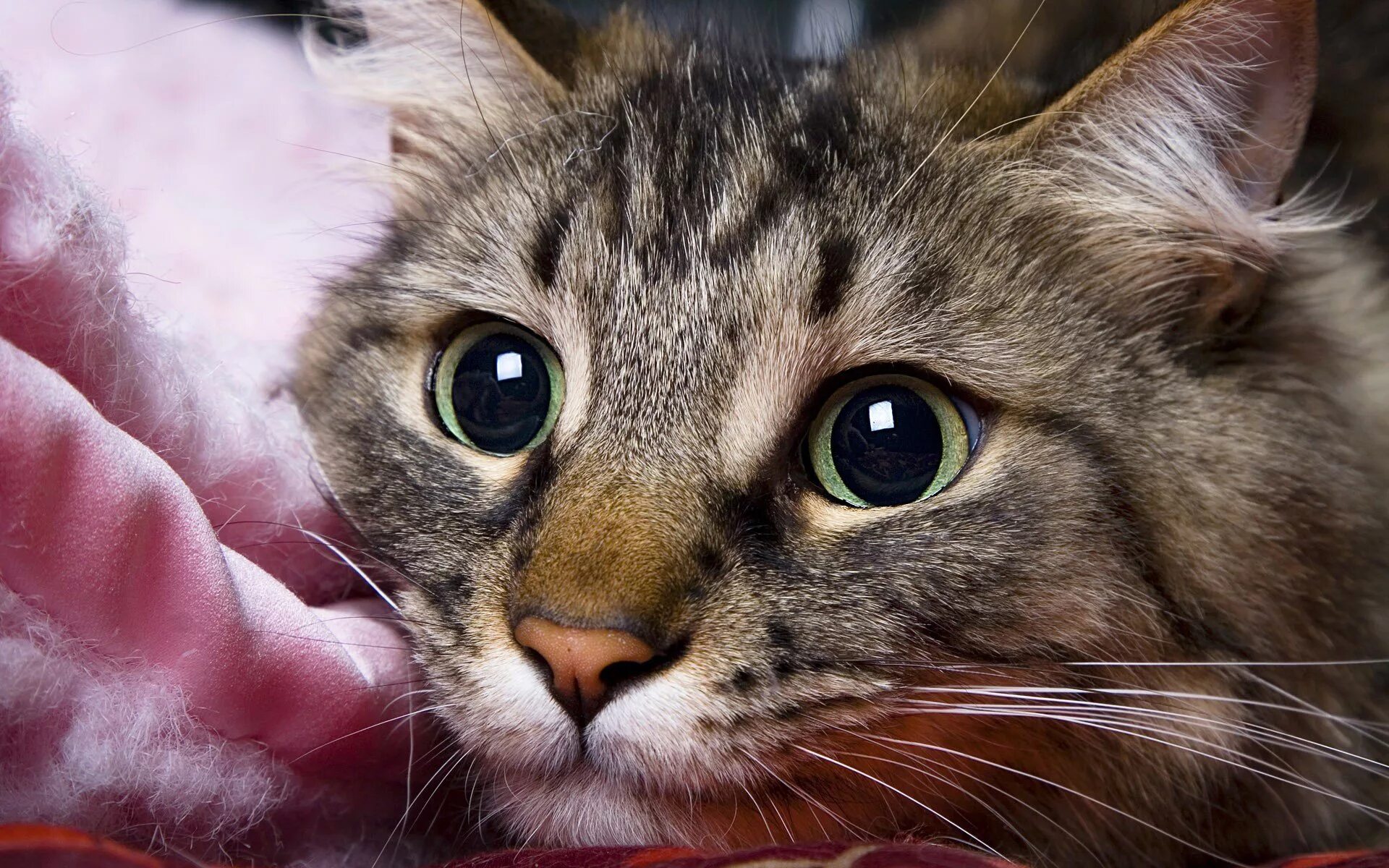 Какого нибудь кота
