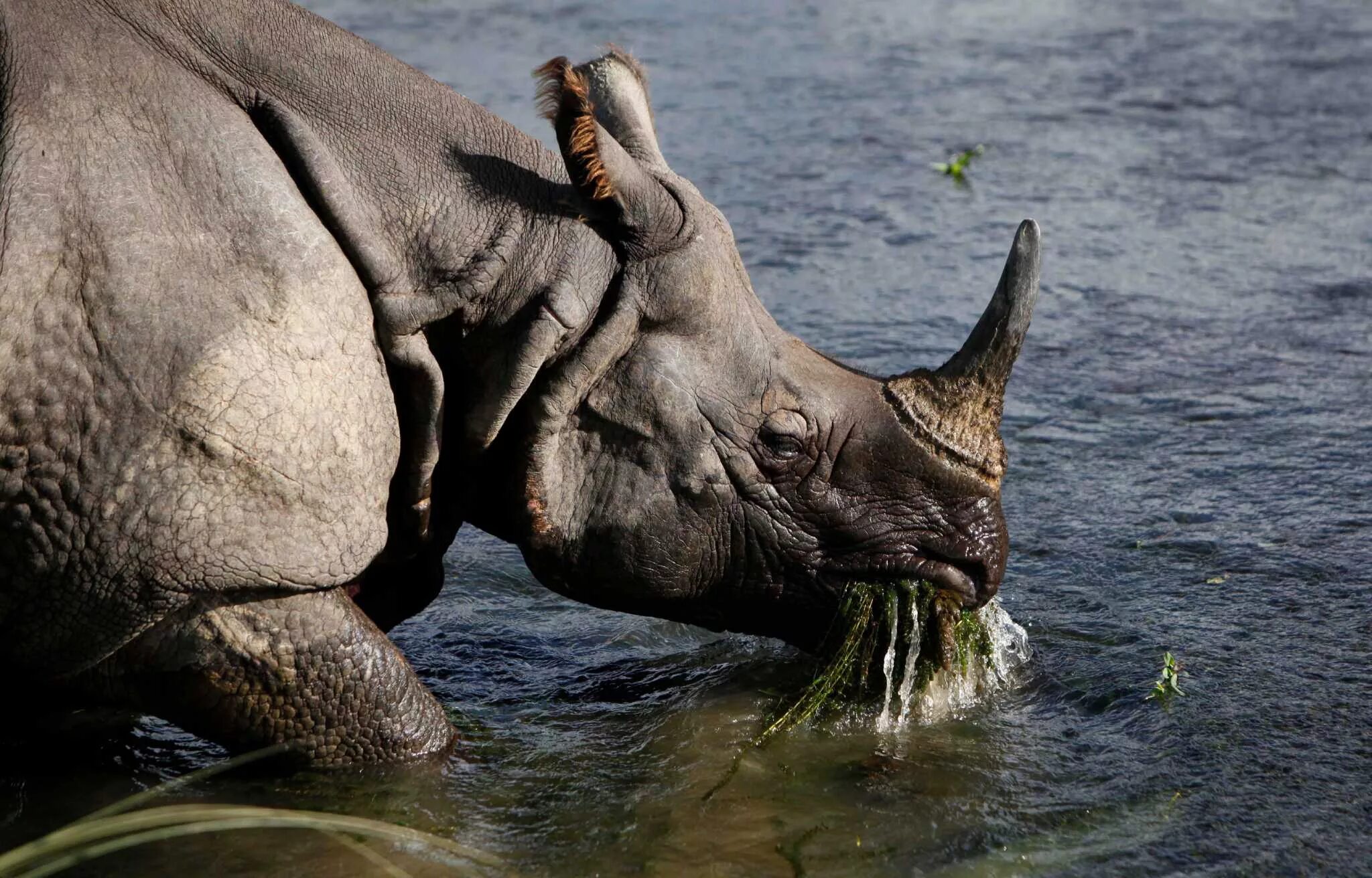 Носорог на водопое. Носорог хищник. Носорог хищник или травоядное. Носорог это хищное животное.