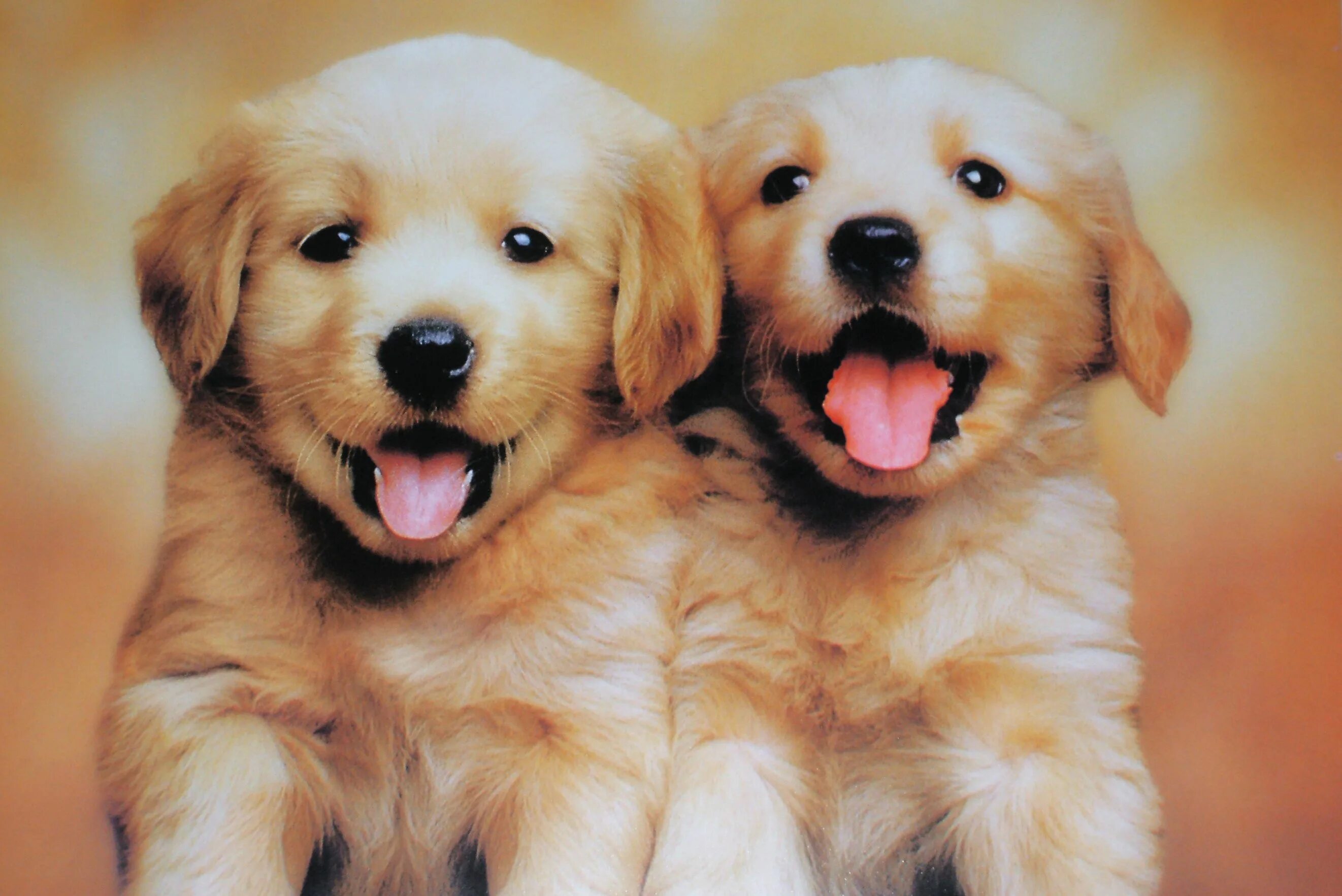 Паппи золотистый ретривер. Порода золотистый ретривер. Милые собаки. Красивые щенки.
