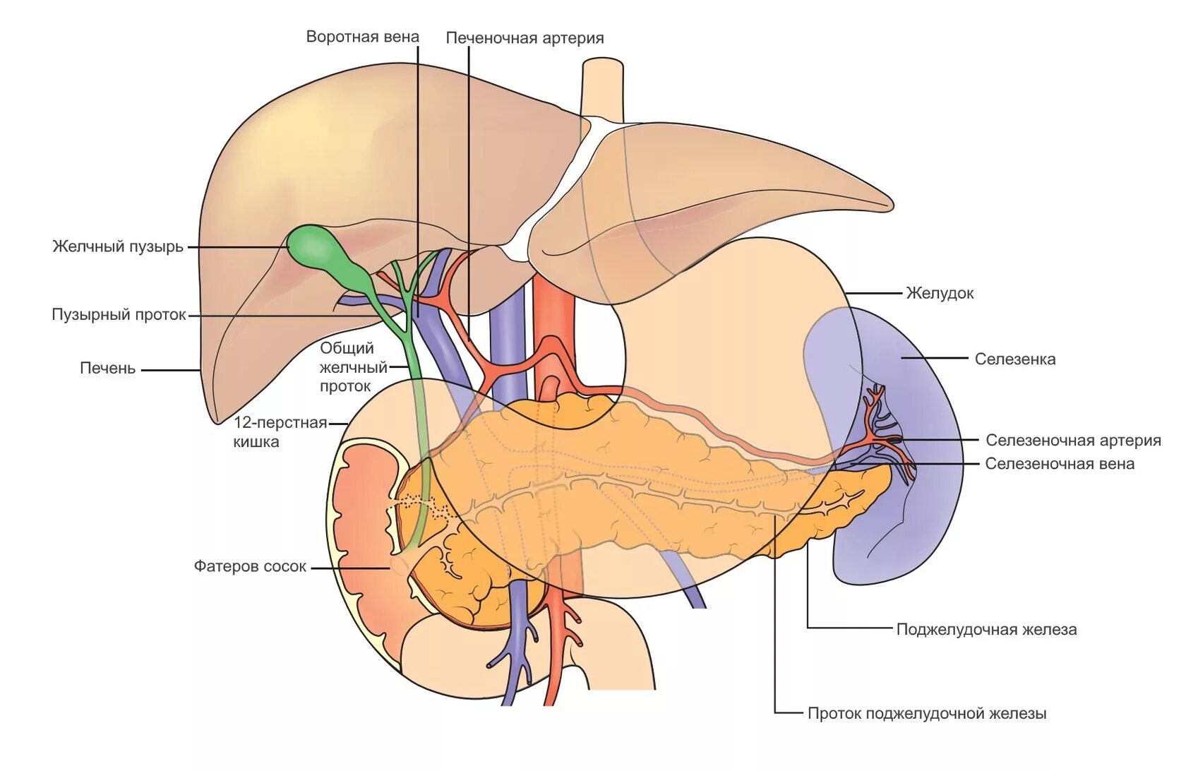 Гепатобилиарная зона что это. Кровоснабжение воротной вены печени. Кровоснабжение печени анатомия воротная Вена. Селезеночная Вена воротная Вена печень. Пузырный желчный проток анатомия.