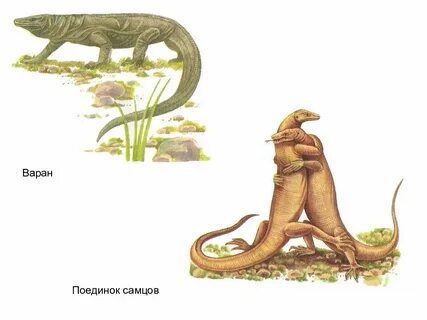 Для размножения пресмыкающихся характерно внутреннее оплодотворение