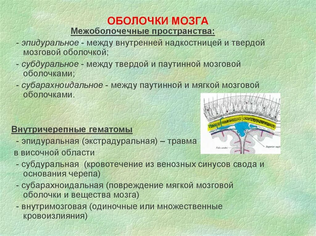 Какие оболочки мозга. Оболочки и МЕЖОБОЛОЧЕЧНЫЕ пространства головного мозга. Оболочки и МЕЖОБОЛОЧЕЧНЫЕ пространства головного мозга анатомия. Оболочки головного мозга МЕЖОБОЛОЧЕЧНЫЕ пространства их содержимое. Эпидуральное пространство твердой мозговой оболочки.