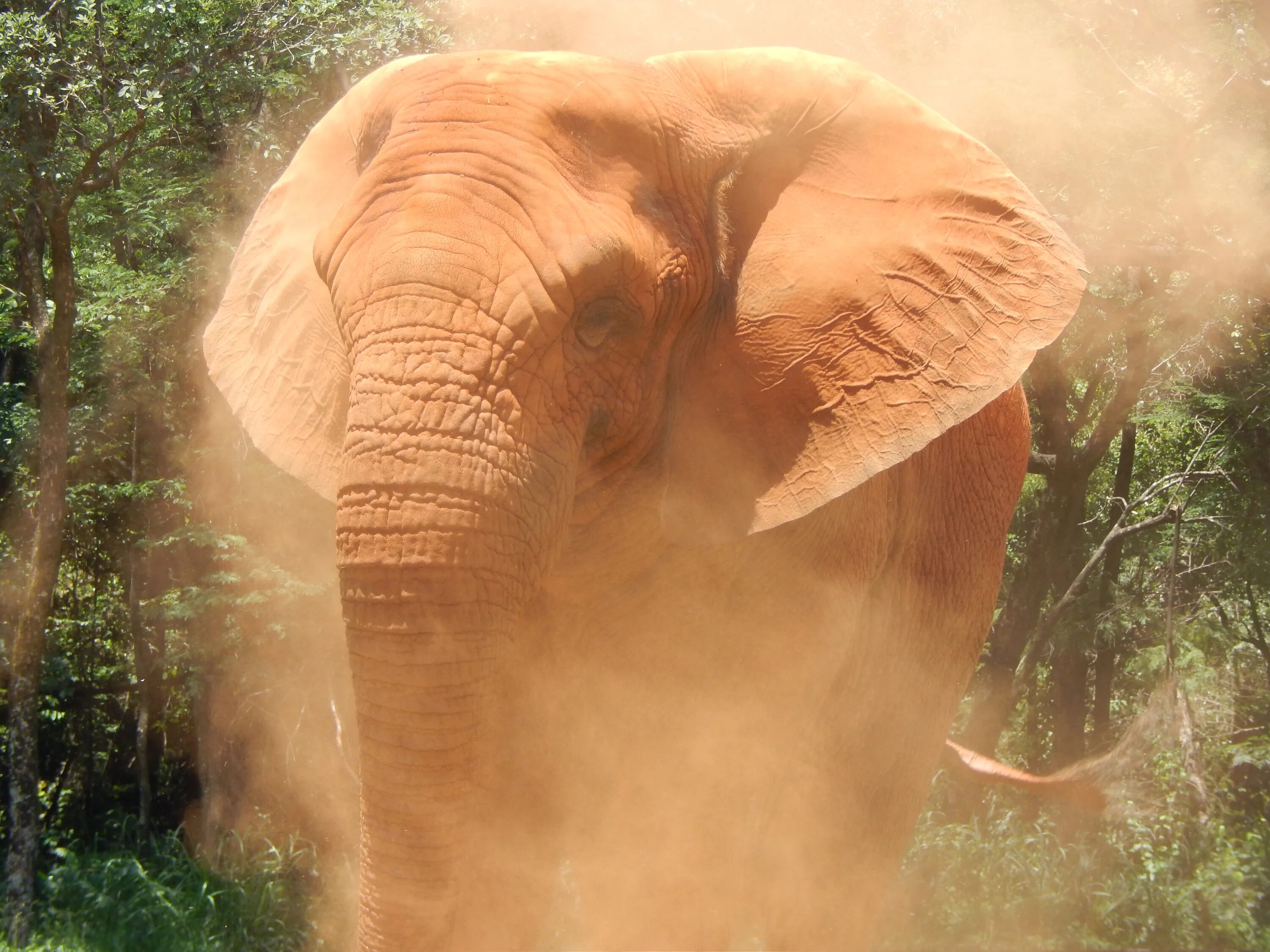 Слоник без рекламы. Пыльный слон. Слон вертикальное фото. Слон в пыли. Слон сдувает пылинки со слонихи.
