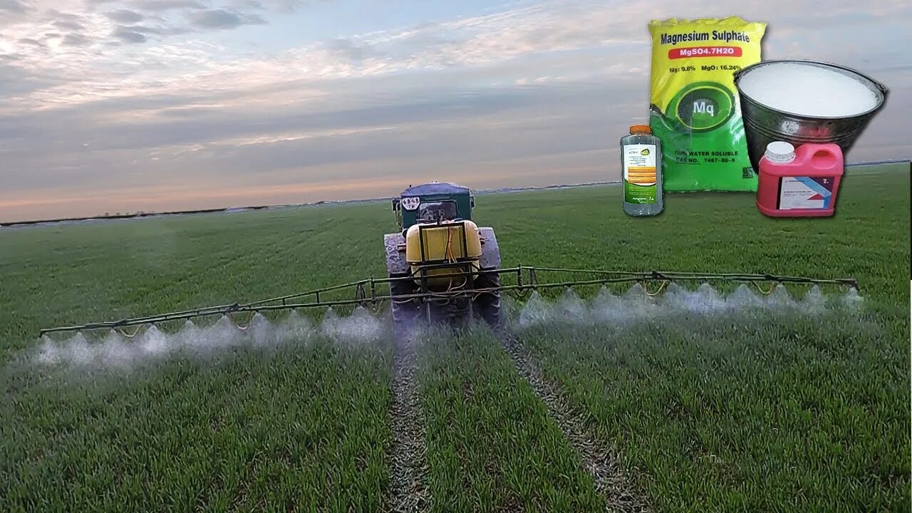 Стимулятор роста для зерна. Трактор мтз 892 стерни озимой пшеницы. Опрыскиватель для пшеницы. Подкормка пшеницы. Удобрения для пшеницы.