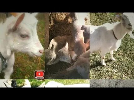 Сколько дает коза первокотка
