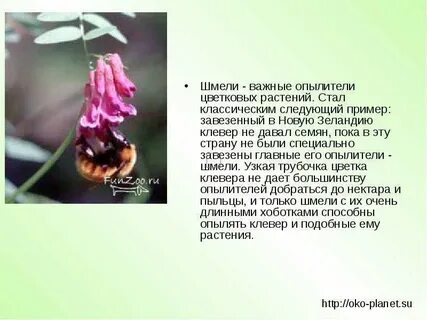 Сообщение о опылении растений