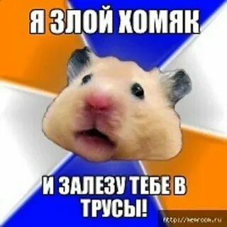 Не заходи в хомяка