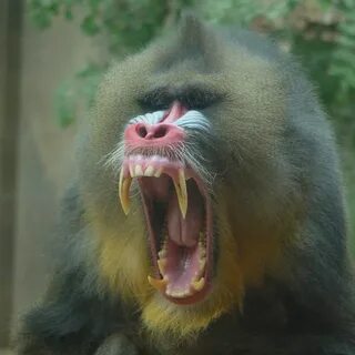 Scary baboon