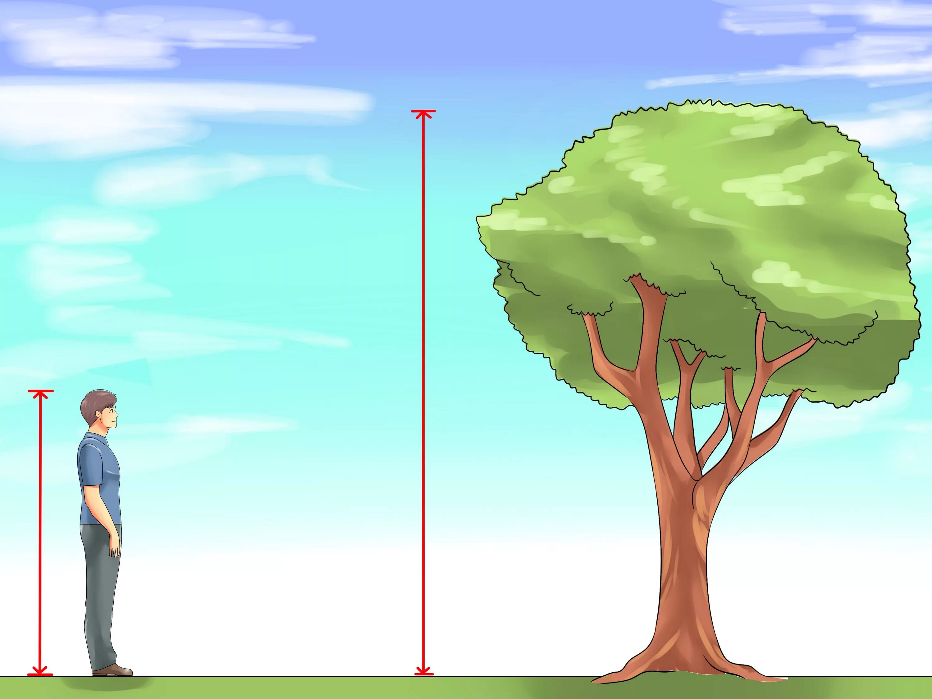 Высота дерева. Измерение дерева. Дерево 3 метра и человек. Дерево высота с человеком. Мир 3 высота