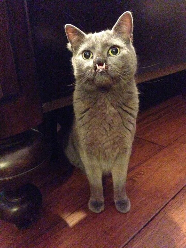 Котенок родился без лапки. Cat without. Cat without. Cat without. Коты с дефектами.