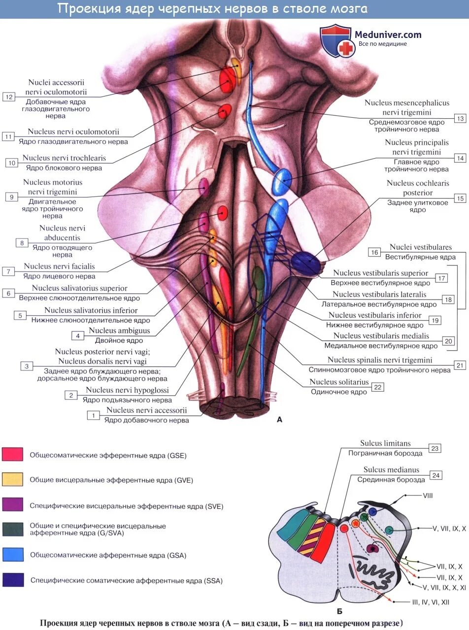 Ромбовидная ямка черепные нервы. Ромбовидная ямка ядра черепных нервов. Ядра черепных нервов 9-12. Ромбовидная ямка анатомия ядра схема. Проекция ядер черепных нервов на ромбовидную ямку.