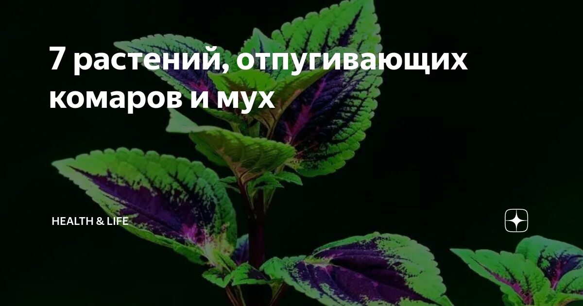 Запах отгоняющий мух. Растения которые отпугивают мух. какой запах отпугивает мух.