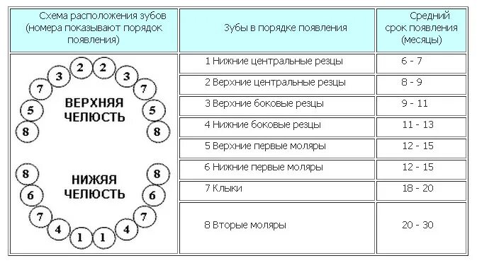 Зубы у взрослого человека что делать: найдено 85 изображений