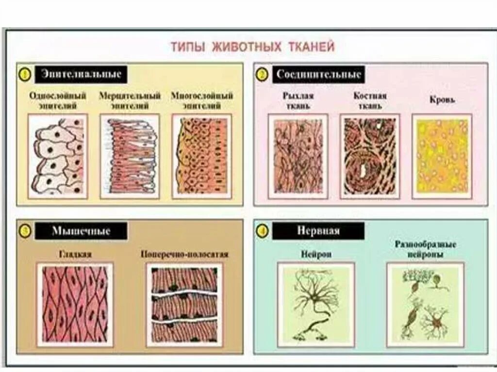 Животные ткани строение функции. Виды тканей животных таблица. строение ткани животных 5 класс. типы тканей многоклеточных животных таблица. схема ткани животных 5 класс.