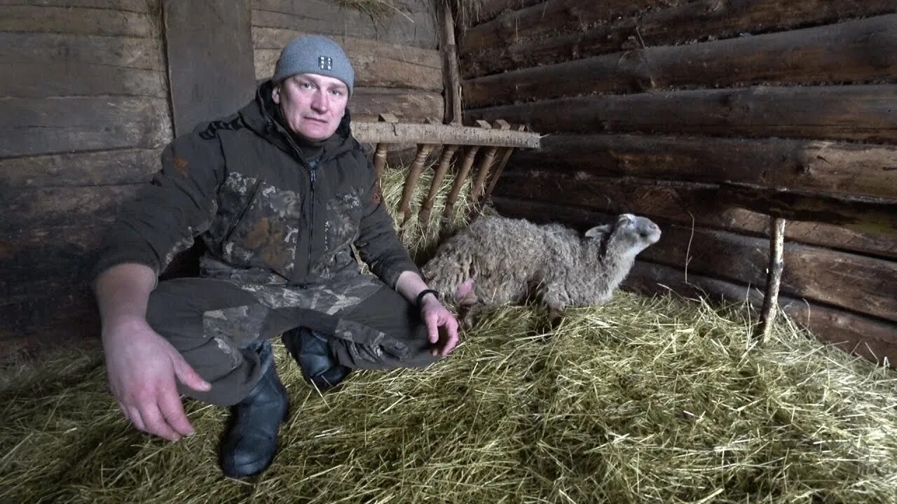 Антоха хутор на болоте последнее видео. Зимовка овцеводство. разводить животных. антоха и хутор на болоте новое.