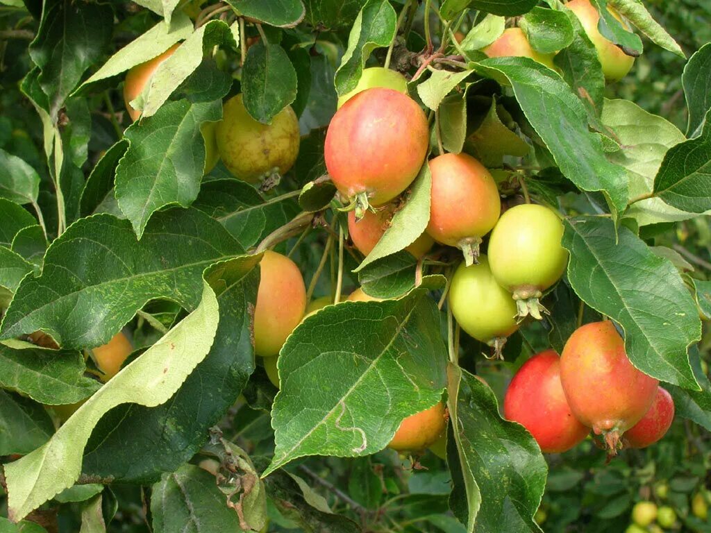 Дико растущая яблоня. Яблоня Лесная Malus Sylvestris. Яблоня Лесная (Дикая) (Malus Sylvestris). Яблоня Лесная (дичок). Яблоня дичка.