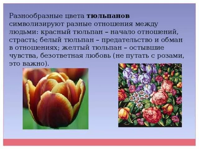 Что означает красный тюльпан на языке цветов. Что означает красный тюльпан на языке цветов. Легенда о тюльпане для детей. Цвет цветов тюльпанов значение. Язык цветов тюльпаны.