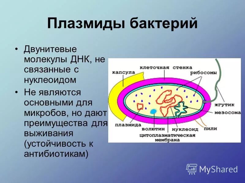 плазмиды прокариот функции. ток плазмиды. строение плазмиды бактерий. плазмиды строение клетки бактерии. строение плазмид бактерий.