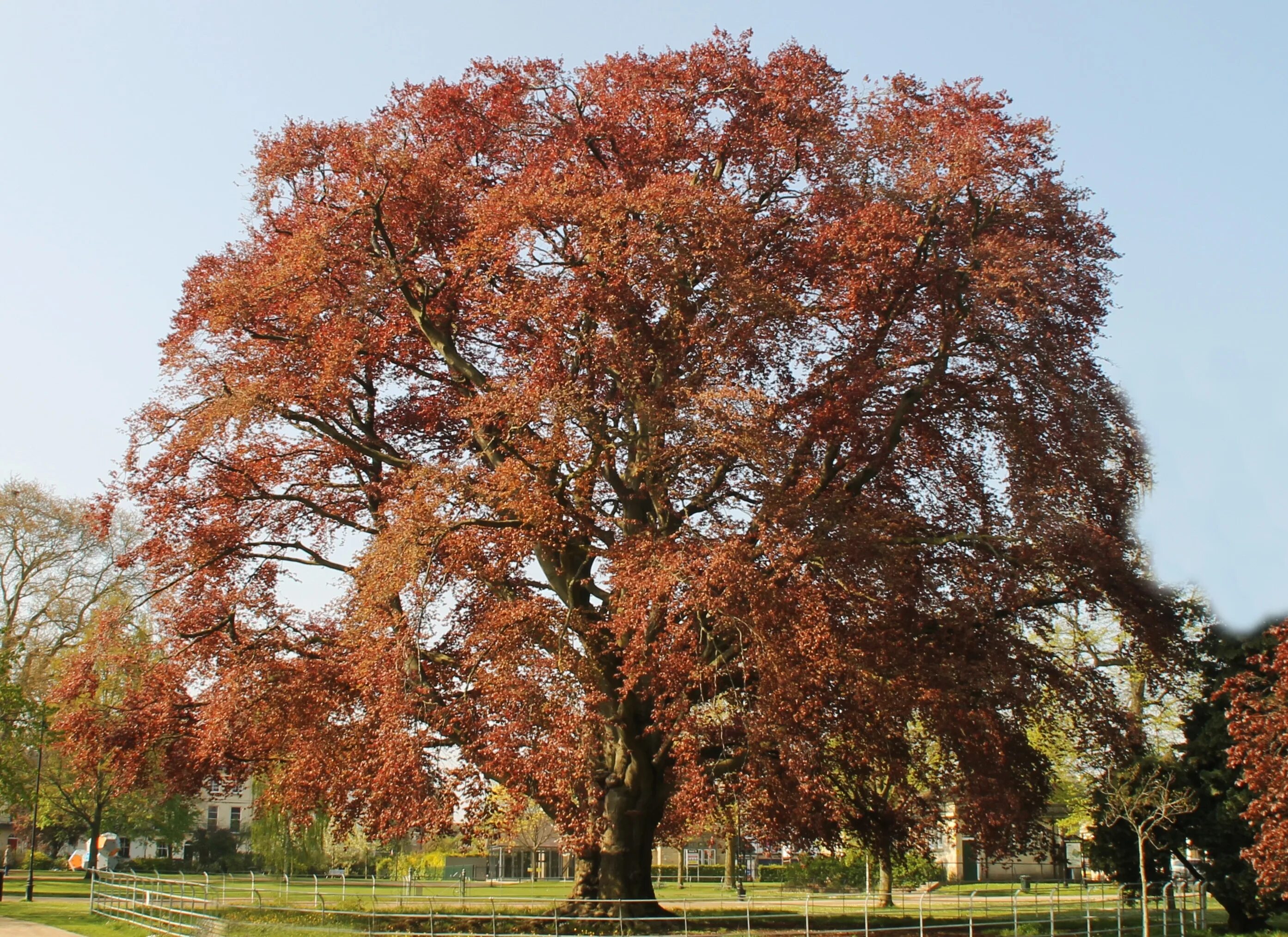 Brown tree