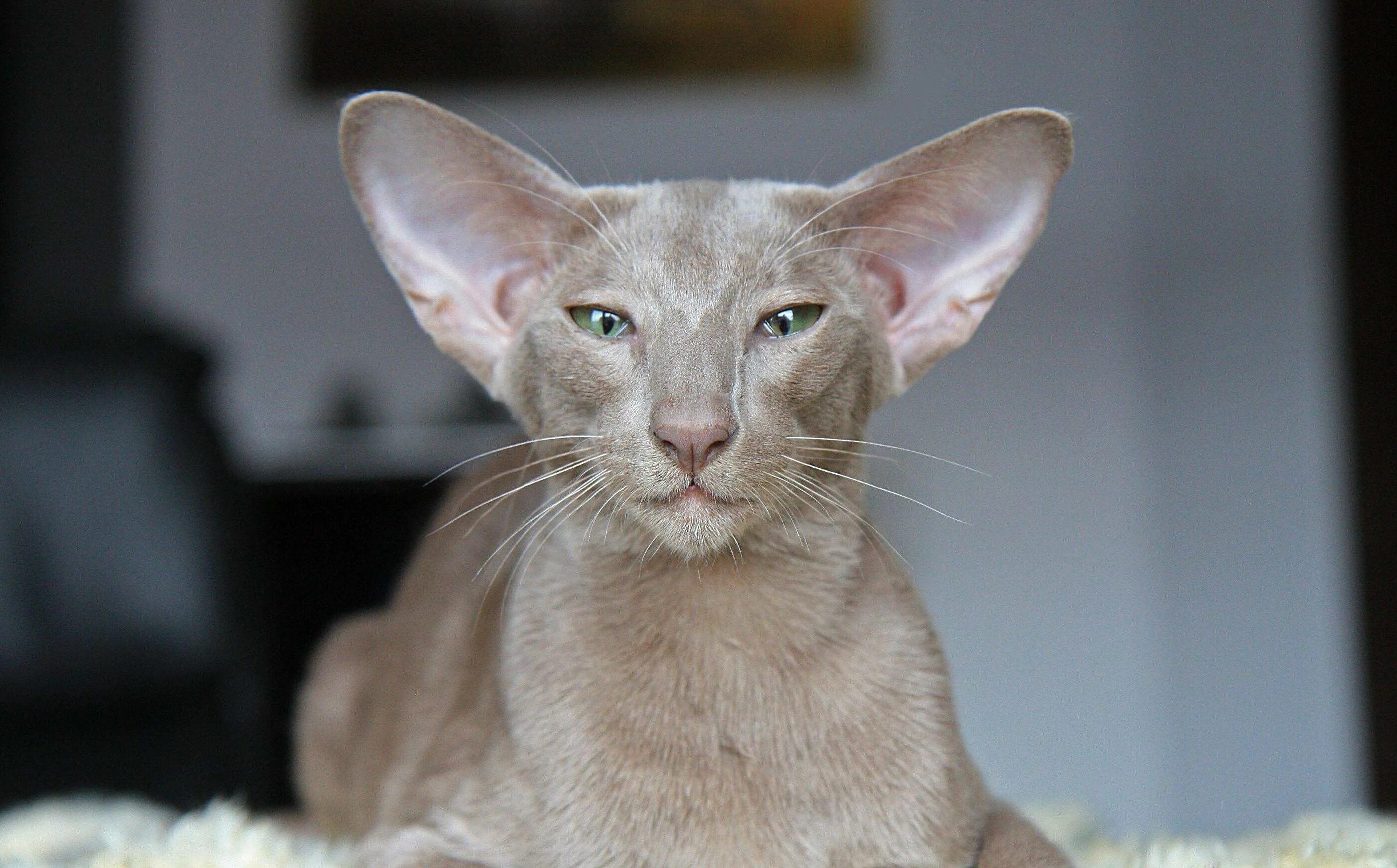 Ориентальная кошка (Ориентал). Ушастый кот порода Ориентал. Лиловый ориентальный кот. Ориентальная короткошерстная кошка.