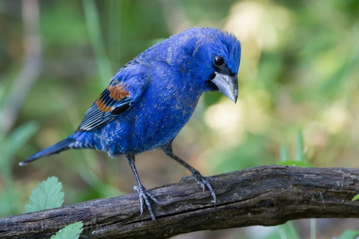 American birds. Голубая гуирака. Синий Кардинал. Певчие птицы голубые. Синий Кардинал птица.