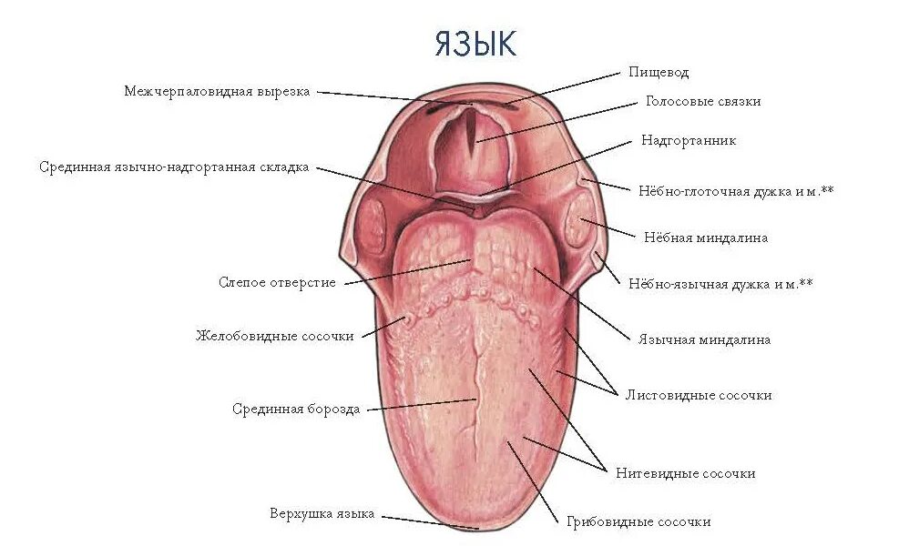 Строение языка у человека вид сбоку. Язык строение анатомия рисунок. Строение языка снизу у человека анатомия. Какой размер языка