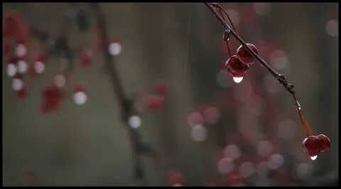 Песни весенний дождь