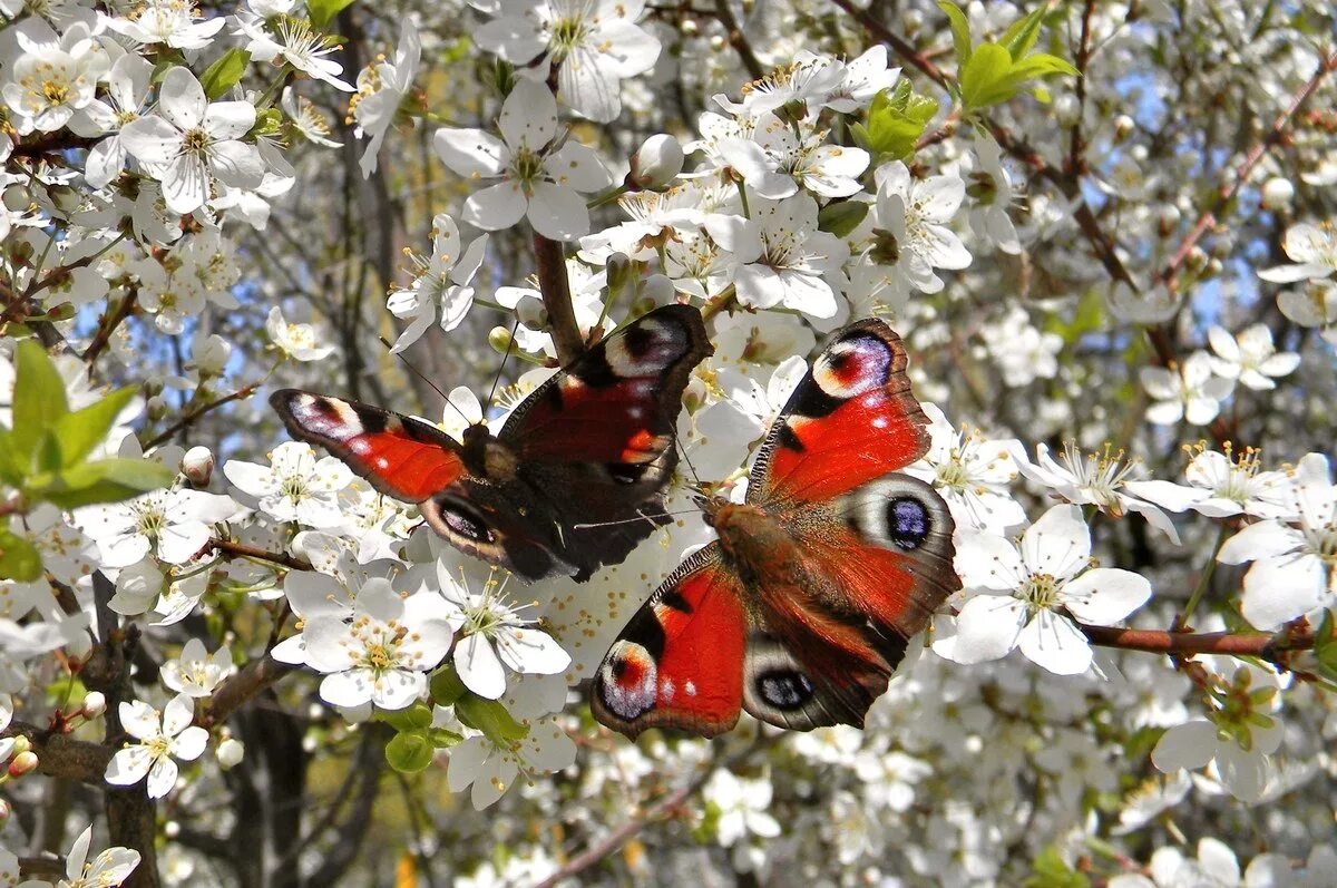 природа просыпается весной. зарянка цветок. весенняя природа. лето птицы. красивые пейзажи с животными.