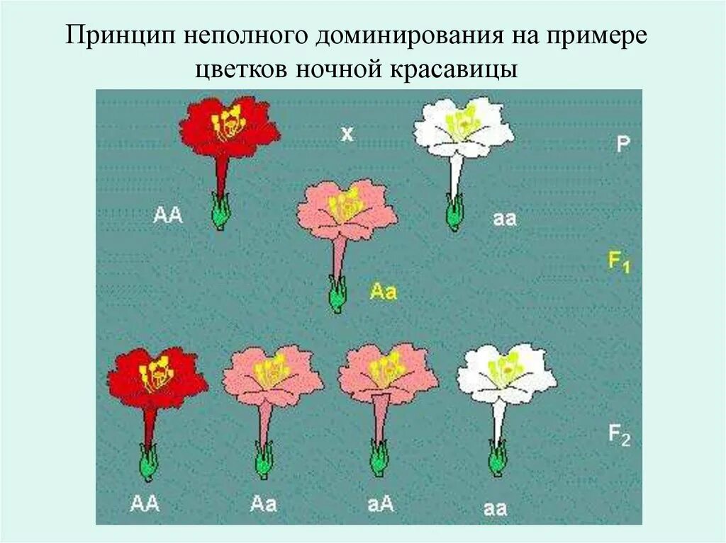 Принцип неполного доминирования. Ночная красавица неполное доминирование. Ночная красавица генетика. Скрещивание цветов ночной красавицы. Неполное доминирование цветы.