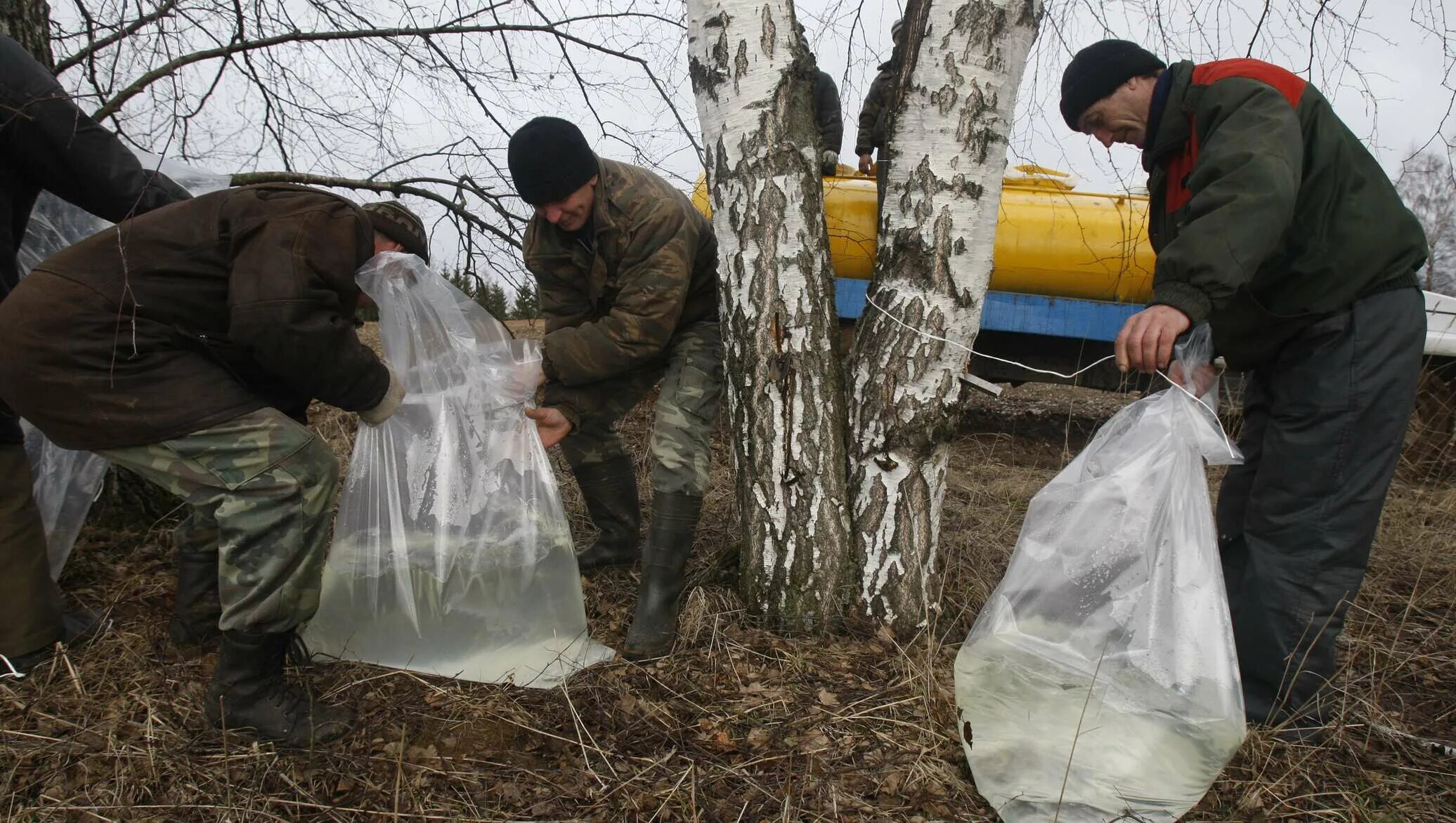 Добыча березового сока. Сборка березового сока. Собрать березовый сок. Промышленный сбор березового сока. Когда лучше собирать березовый сок