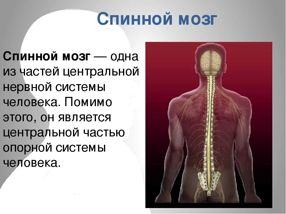 Боль в спинном мозге. Спинной мозг человека. Спинной мозг местоположение. Нервная система человека спинной мозг. Система спинного мозга.