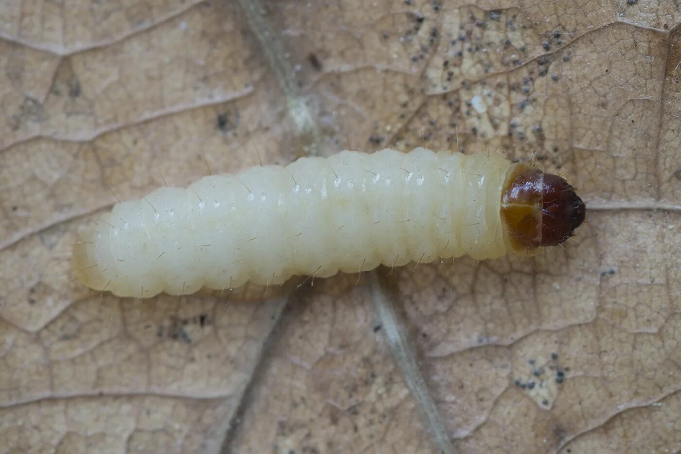Личинки жука белый с красной головкой. Dicranota bimaculata личинка. Pseudocistela ceramboides личинка.