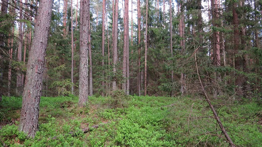 Сосняк черничник. Лес сосняк брусничник. Сосняк брусничник, сосняк черничник. Сосняк лишайниковый напочвенный Покров.