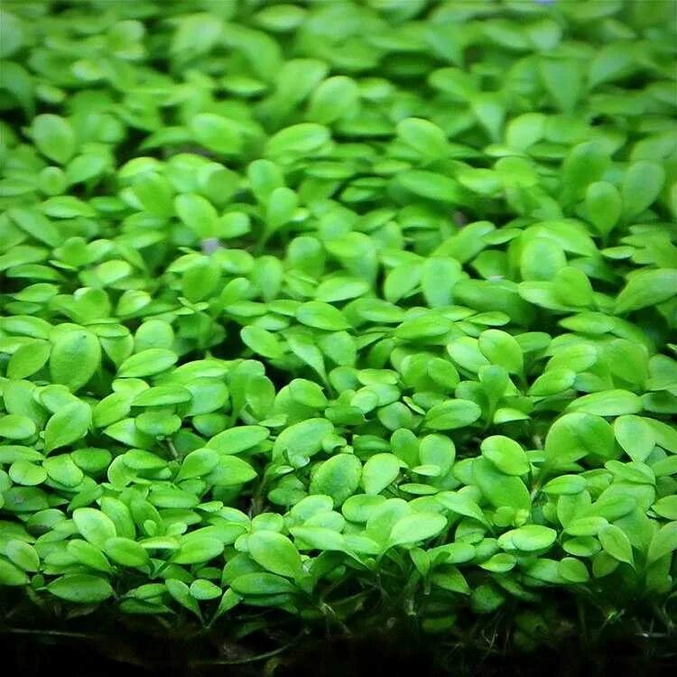 Почвопокровные растения для аквариума. Глоссостигма элатиноидес. Почвопокровные растения для аквариума. Глоссостигма повойничковая аквариумное растение. Почвопокровные растения для аквариума.