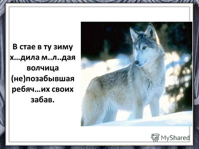 Волчица не позабывшая ребячьих своих забав. В стае в ту зиму ходила молодая волчица не позабывшая ребячьих. Диктант волчица. Загадки про волчицу для детей. В стае в ту зиму ходила молодая волчица разбор предложения.