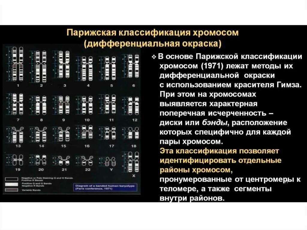 Хромосом группы d. Парижская классификация хромосом. Денверская и Парижская классификация. Денверская и Парижская классификация хромосом. Международная Парижская классификация хромосом человека..