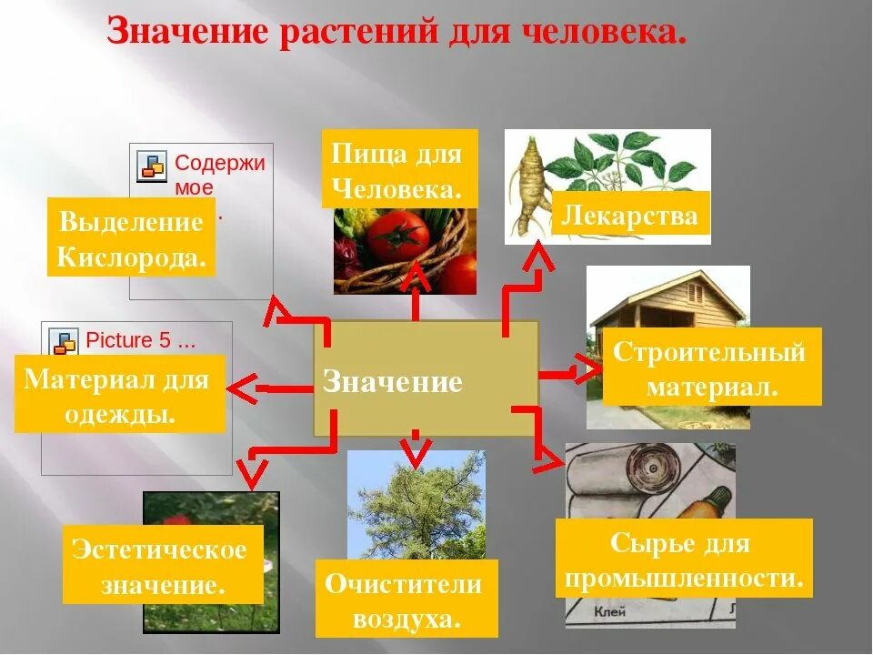 Выберите три правильных ответа зеленые растения. Роль растений в природе. Роль растений в природе и жизни человека. Поль растений в природе и жизни человека. Роль опмтений в природе.