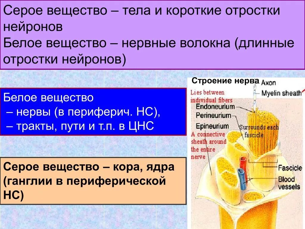 Выделения серого вещества