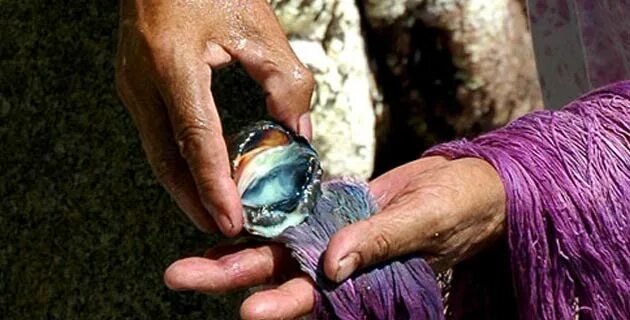Финикийский пурпур моллюски. Пурпурная краска финикийцев. Пурпурный краситель из моллюсков. Пурпурная краска в древности.