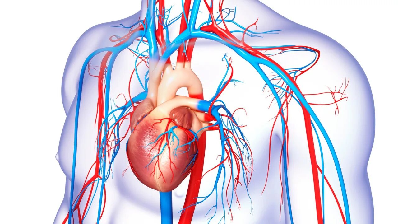 Cardiovascular system. Эндоваскулярная хирургия легких. Операция кровеносной системы. Эндоваскулярная система клетки.