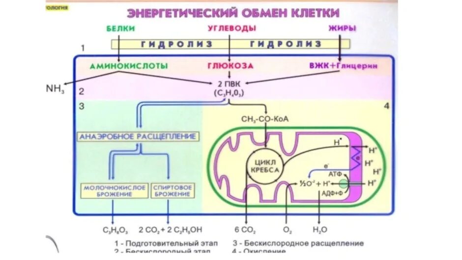 Сколько атф в кислородном этапе. Кислородный этап энергетического обмена цикл Кребса. Кислородный этап энергетического обмена схема. Кислородный этап в митохондриях схема. 3 Этап энергетического обмена схема.