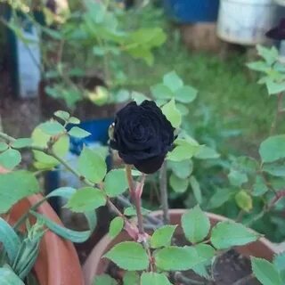 Розы черные что делать