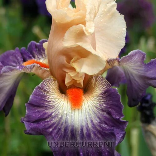 айрис кайл сейчас. айрис кайл в молодости. ирис жена пети. ирис лавли энджел. ирис жена пети.