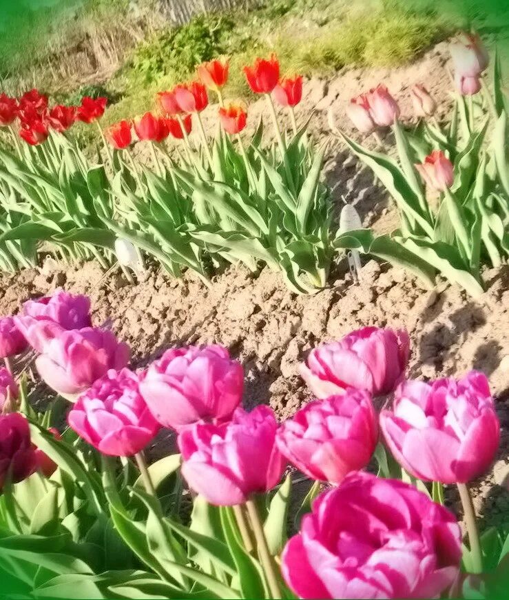 Калуга металконс тюльпан. Калужские тюльпаны высокие. Калужские тюльпаны. Тюльпан огни победы. Тюльпаны калуга.