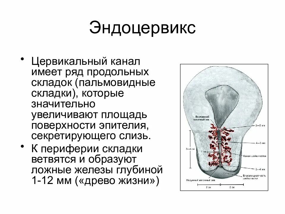 Эндоцервикс цилиндрический